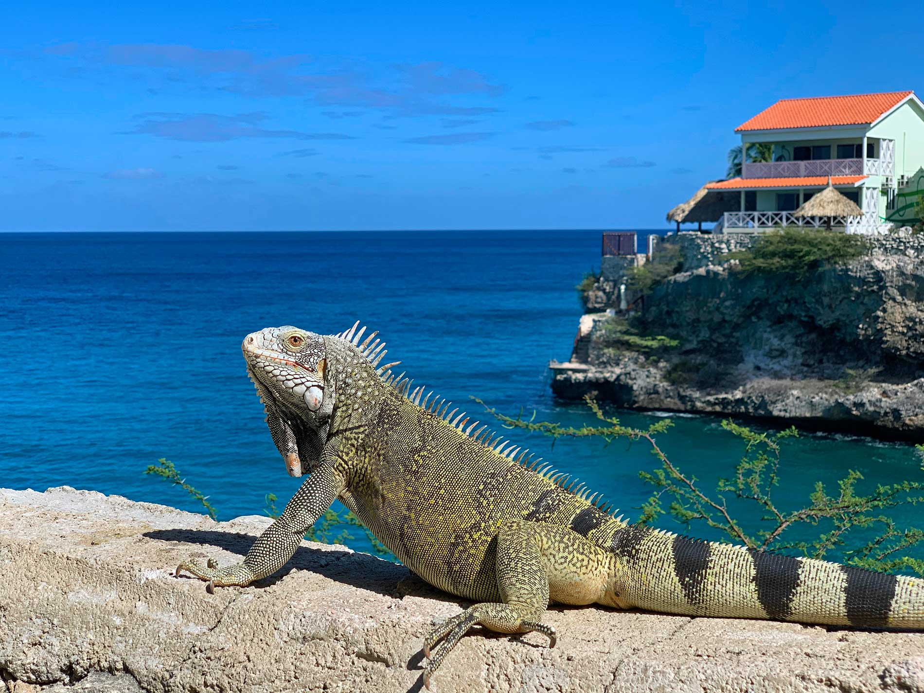 Visites ou activités sur l’ile de Roatan